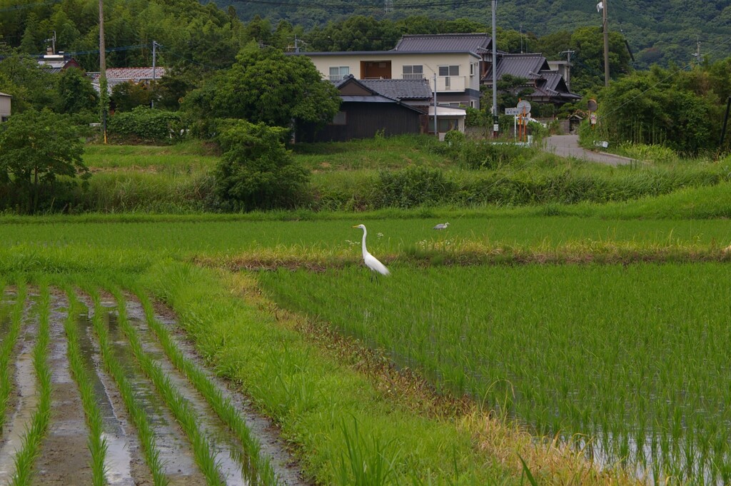 サギちゃん発見。