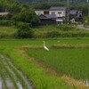 サギちゃん発見。