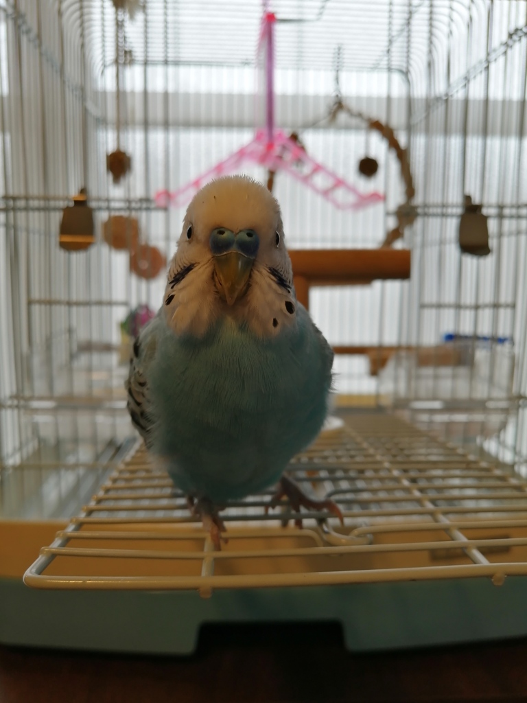 迷子のゆめみん。