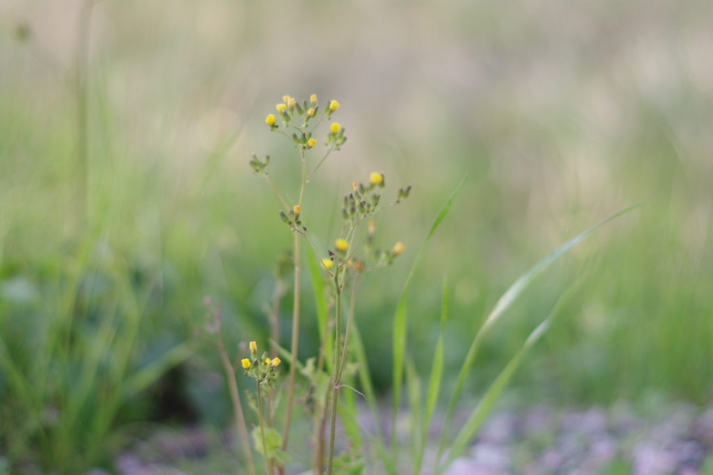 桜の花と一緒に咲いてたよ。