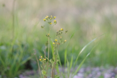 桜の花と一緒に咲いてたよ。