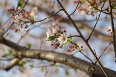 桜の花が散ってしまうと寂しくなります。