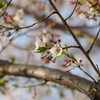 桜の花が散ってしまうと寂しくなります。
