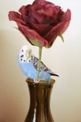 薔薇に足掛けスター気分？？