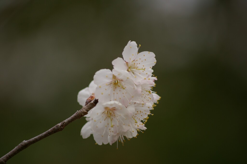 静かなお庭で咲く梅の花。