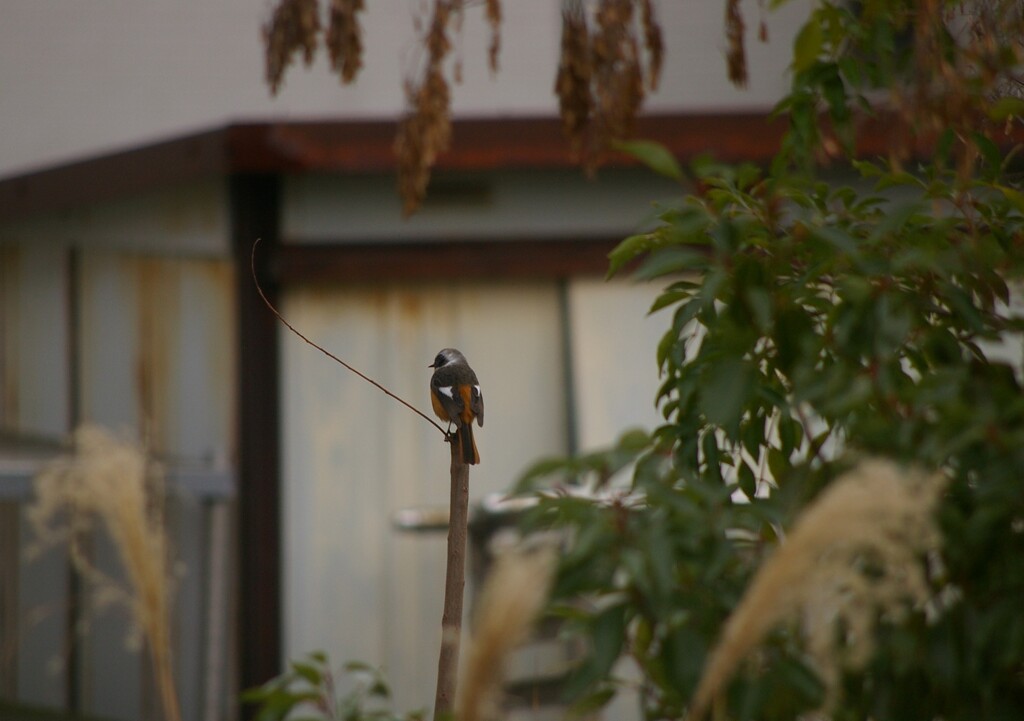 僕は空き家の管理鳥。