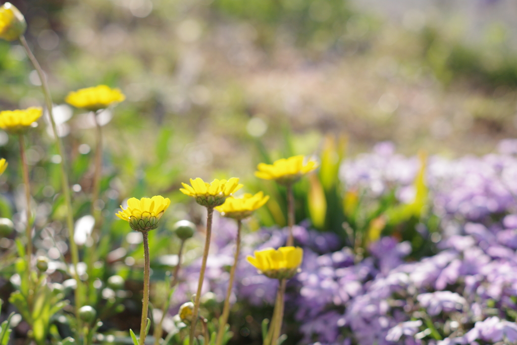 お日様大好きです♡
