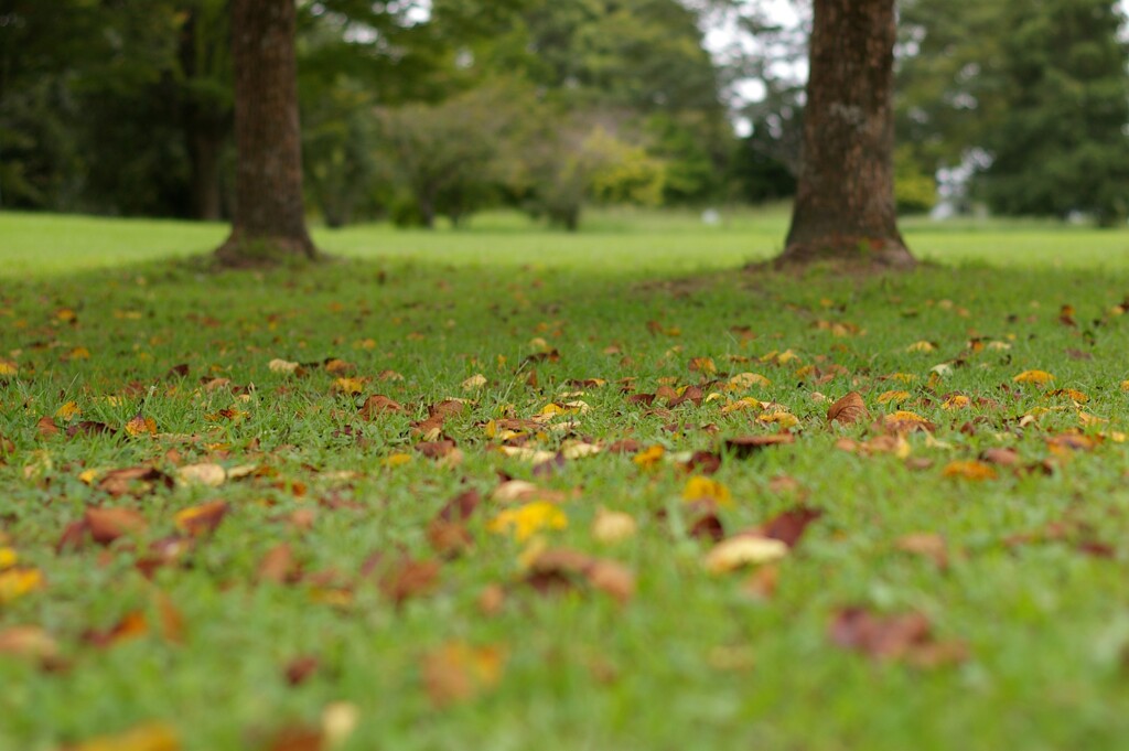 公園にたくさんの落ち葉。