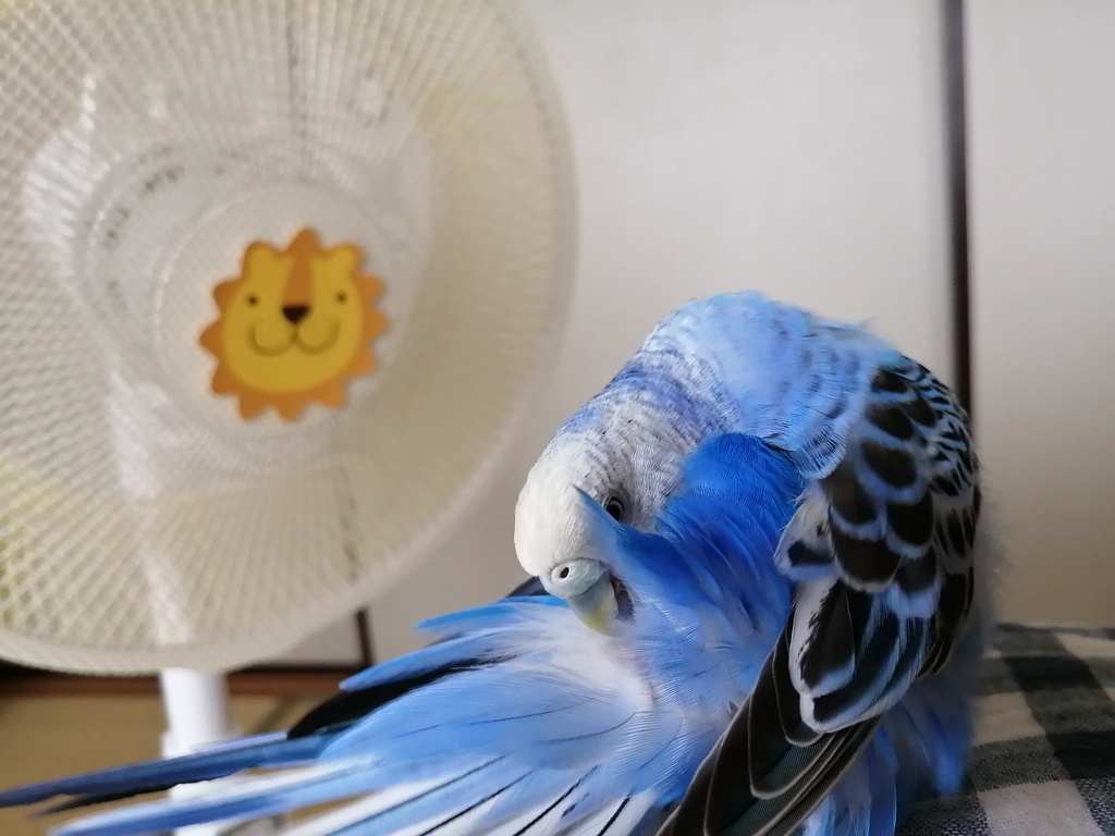 扇風機ありがとでち。