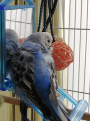 換羽期でボサボサ。眠たいでち。