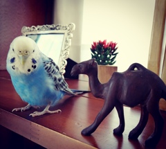 ラクダさん、何の用でちか？