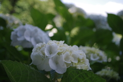 駐車場に咲く紫陽花。