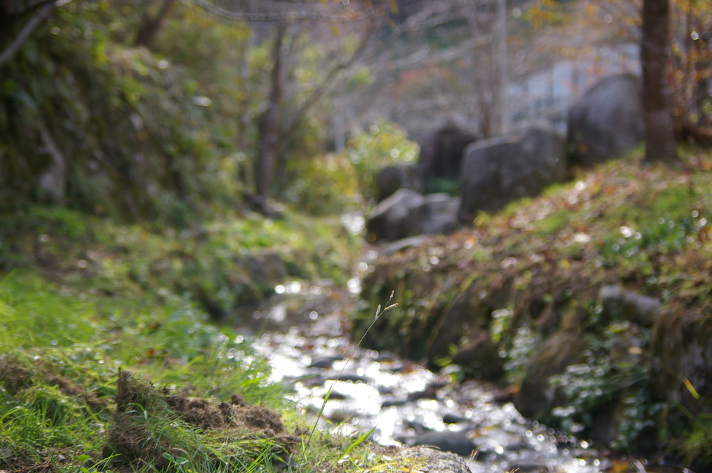 秋の小川見つめて。