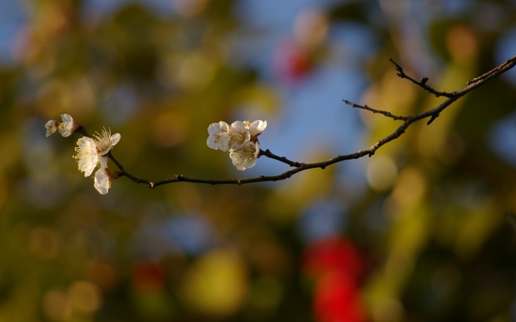 心地よい光に喜ぶ梅の花。