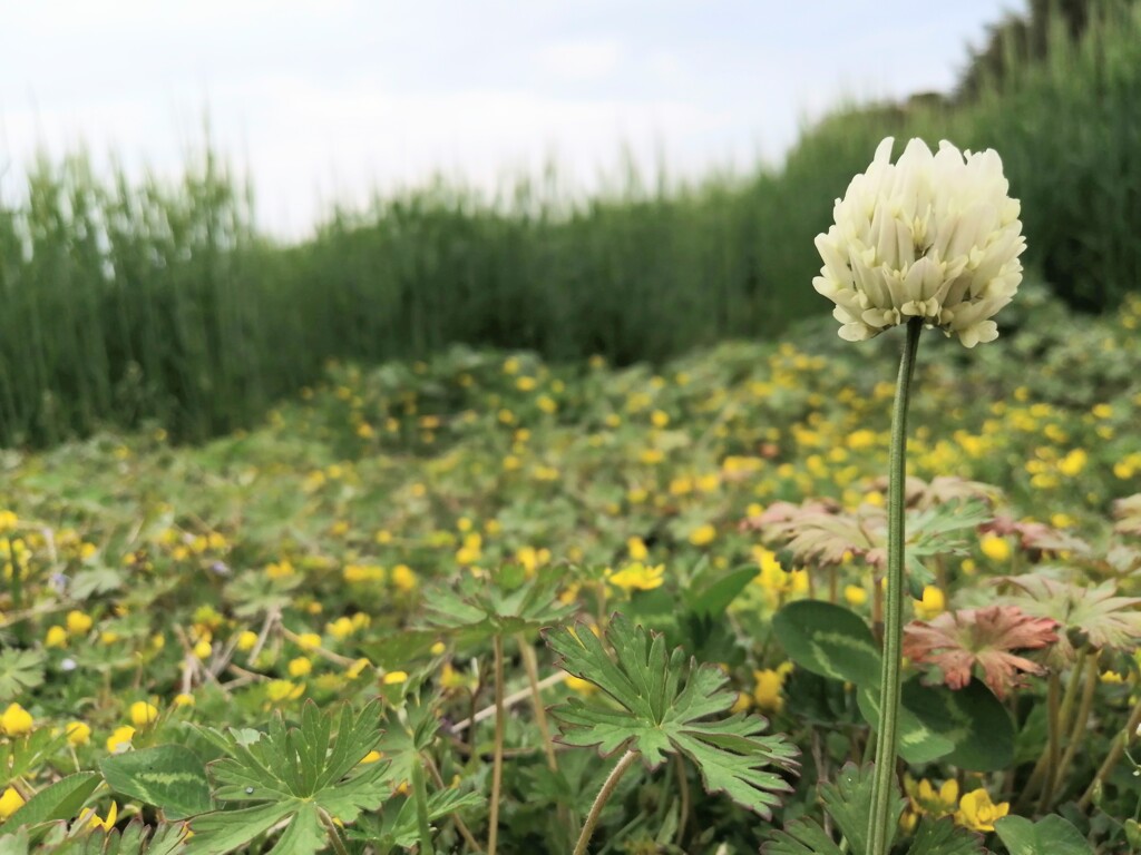 子どもの頃から見ているお花。