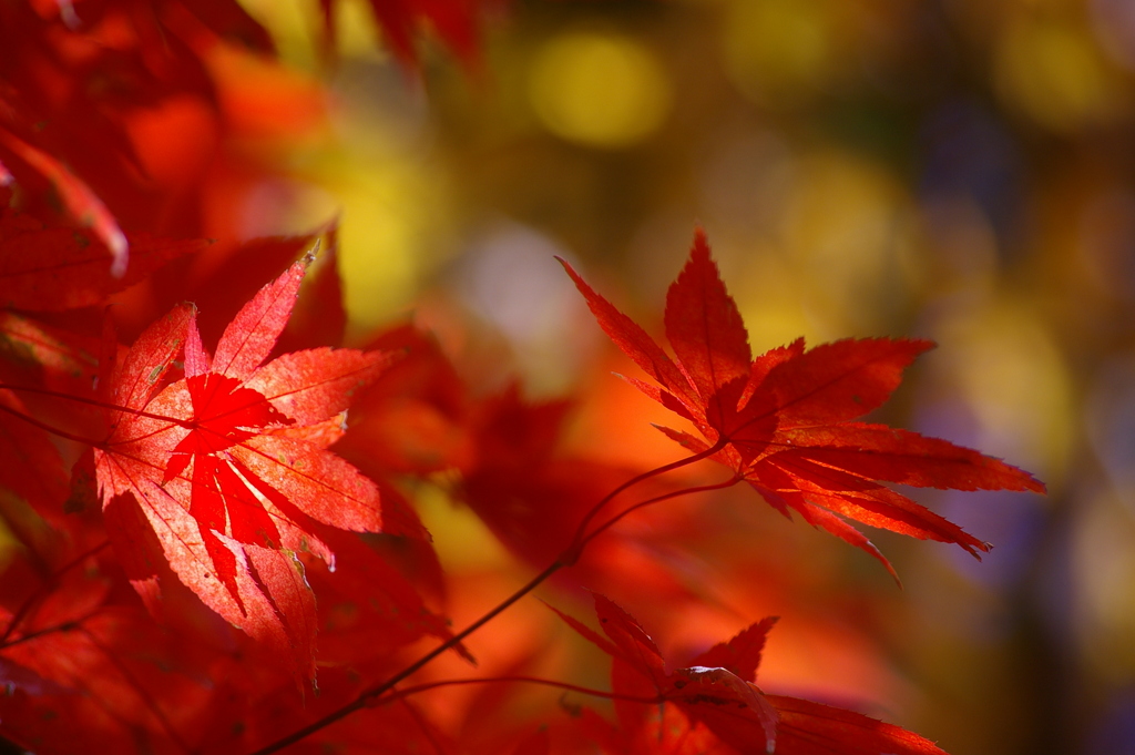 午後の紅葉。