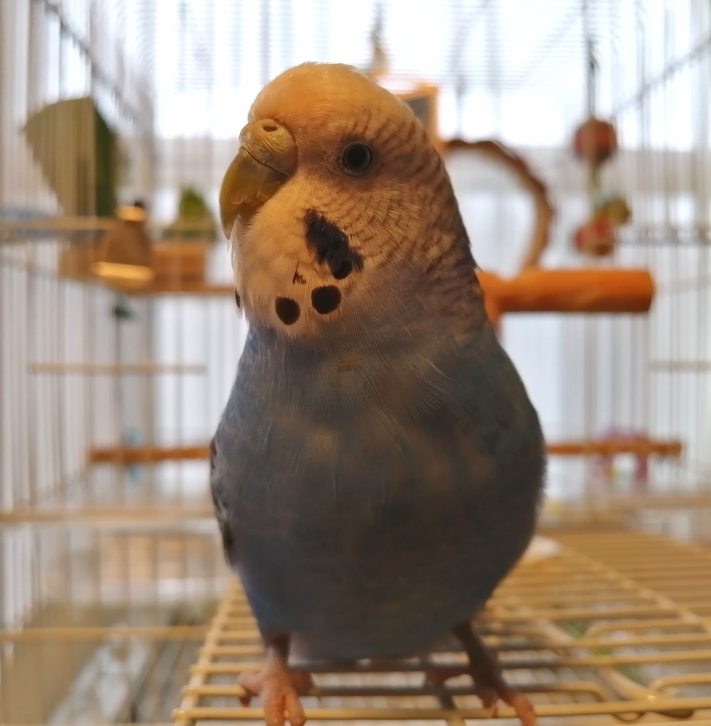 おやつおいしかったでち。