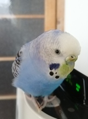 お口周り緑色になっていますけど。(^o^;)