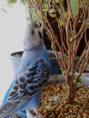 それは食べる物ではないですよ。