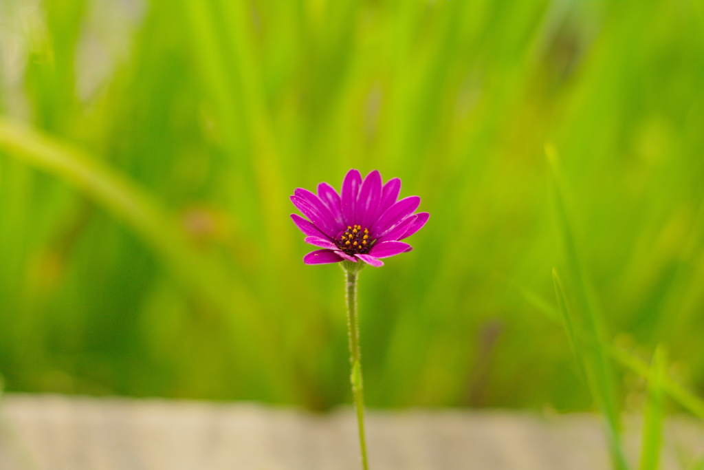 一輪だけ咲いています。