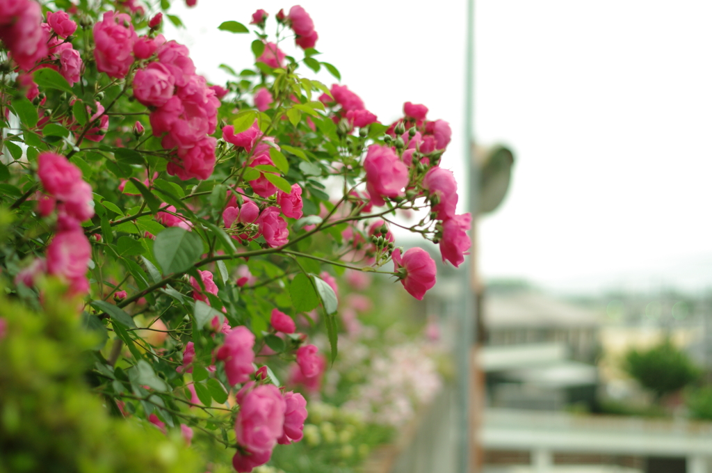 薔薇の花に見つめられながら。