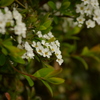 垣根の間から白いお花。