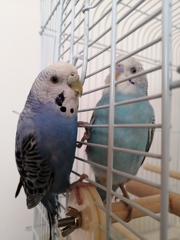 ケージ越しからちょっとごあいさつ。