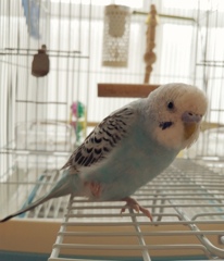 片足収納しかけています。