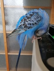 でんぐり返りできそう。（笑）