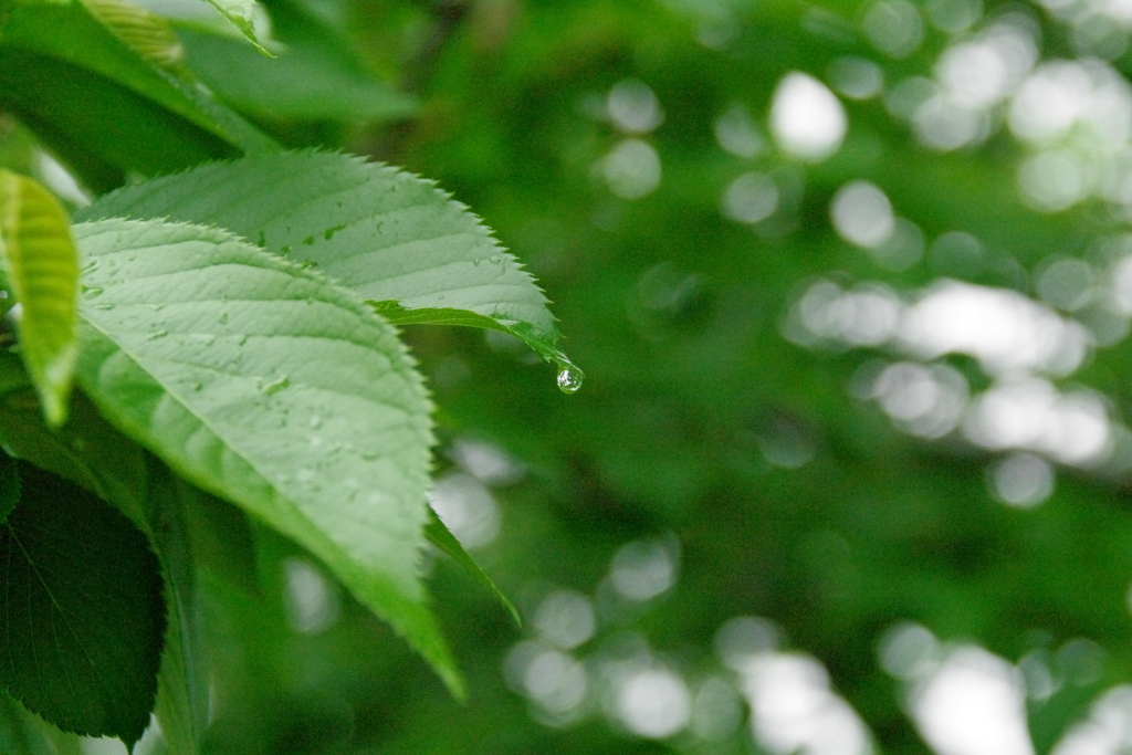 桜の葉に雫。
