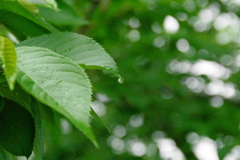 桜の葉に雫。