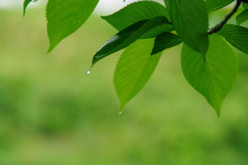 桜の葉に雫2つ。(*^^*)