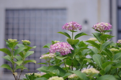 町の図書館で咲く紫陽花。