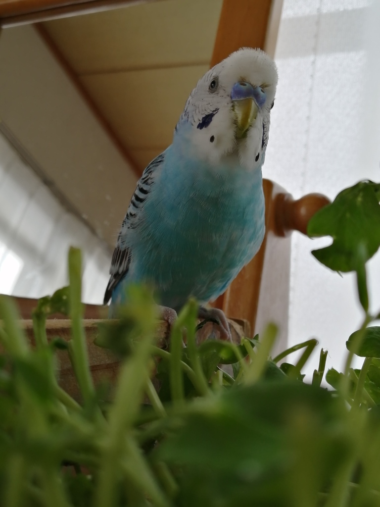 黒ポッチが増えました。