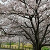 お花見通いした桜の木。