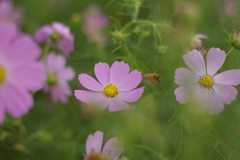 主役はお譲りします➰ぶんぶん。