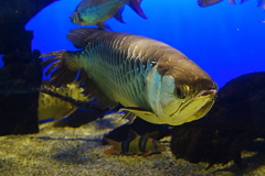 アロアナの貫禄