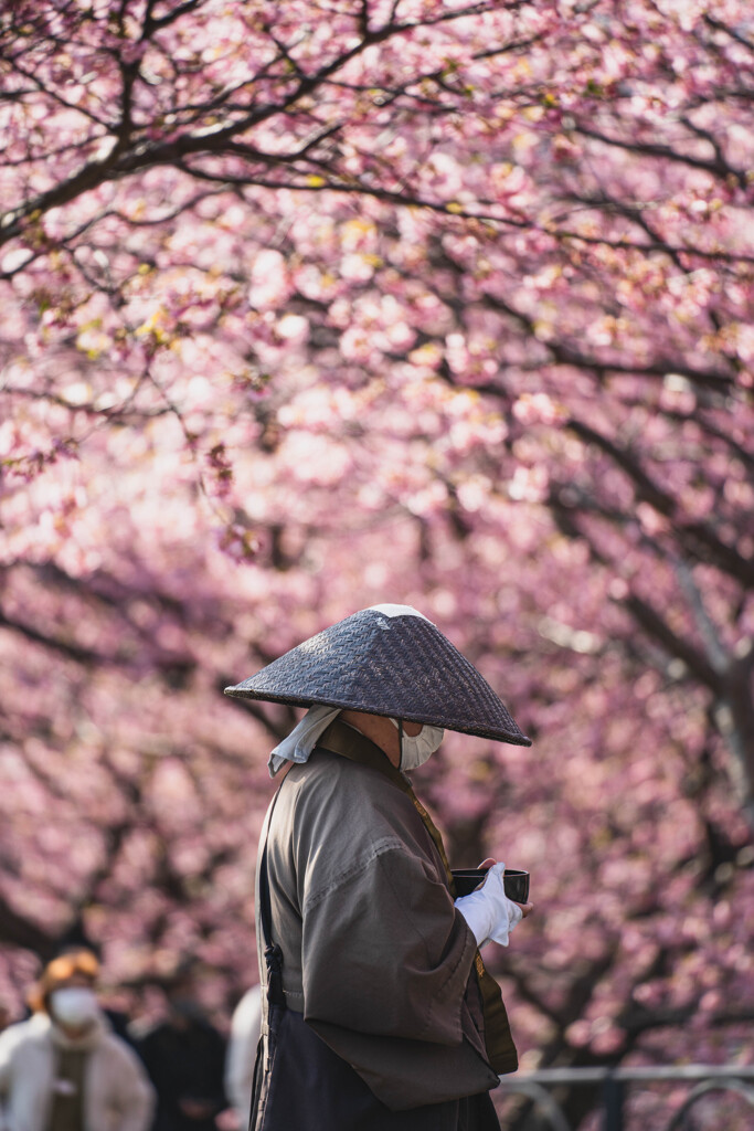 桜と