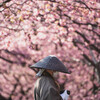 桜と