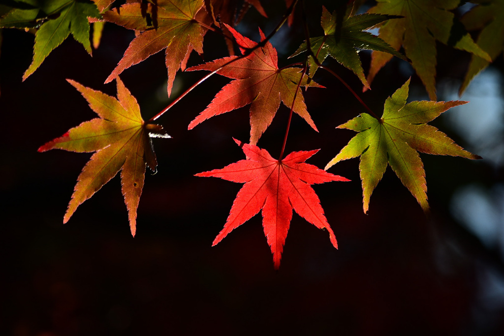 紅葉