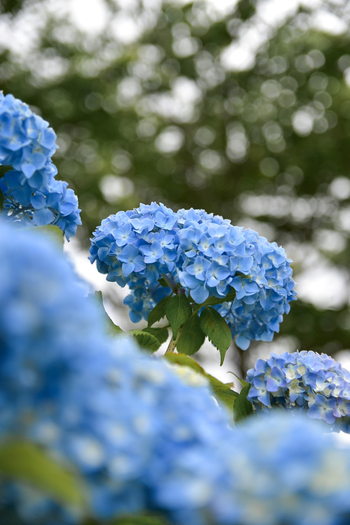 紫陽花