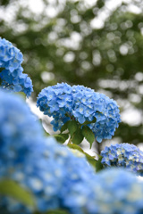 紫陽花