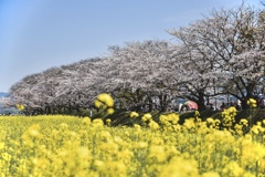 桜並木