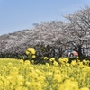 桜並木