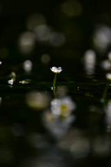 梅花藻