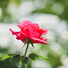 薔薇
