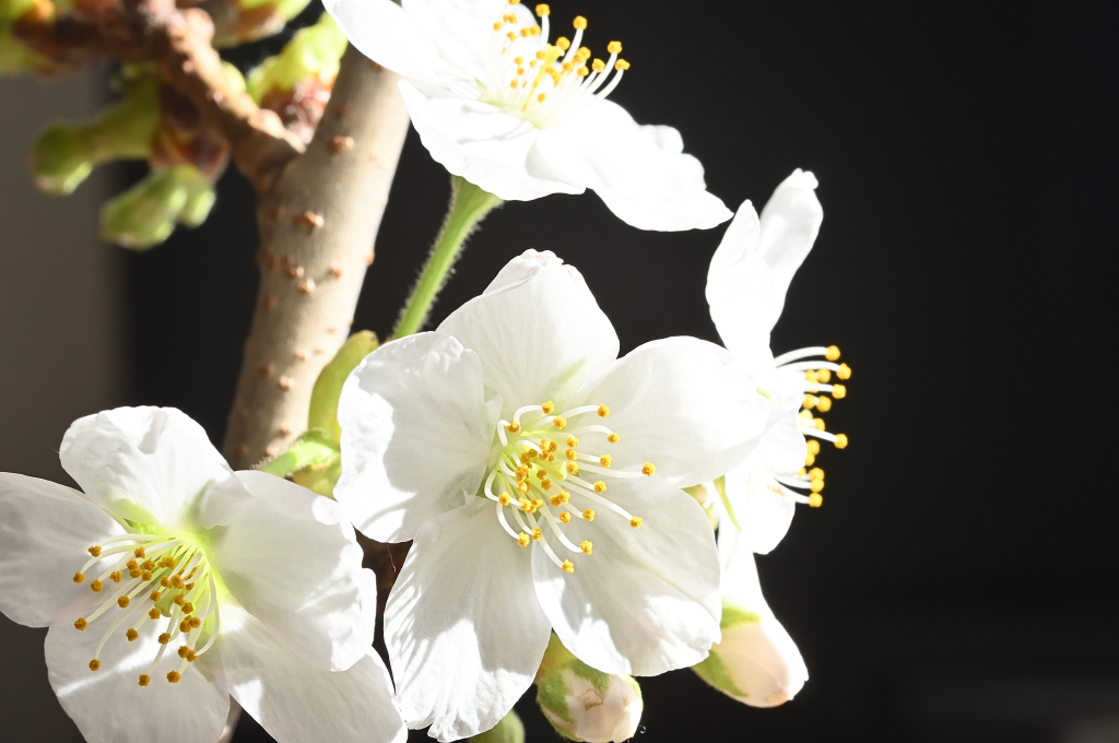 剪定枝の桜　其之参