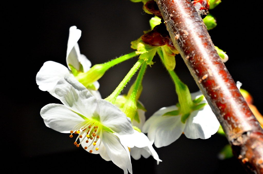 剪定枝の桜