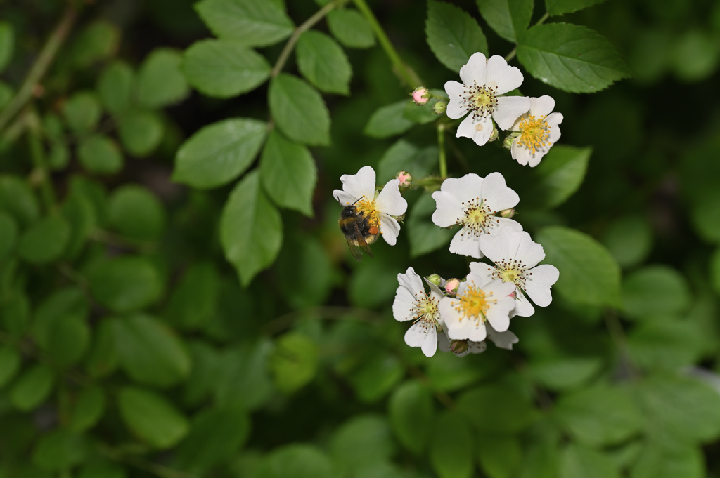 野茨に蜂