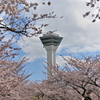 桜と五稜郭タワー